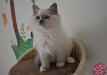 femelle blue point-mitted - 10 semaines - Chatterie Ragdolls du Val de Beauvoir